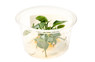 Anubias barteri 'Golden Coin'  Cup AT :: 58272