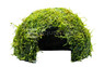 Java Moss on Coco Shell :: 55253