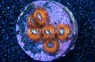 Zoa, Charmander :: 35687