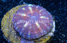 Brain Open Colored (Captive Bred) :: 66554