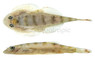 Borneo Sucker White Panda :: 20776