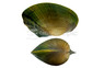 Green Pearl Mussel :: 83848