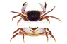 Little Nipper :: 86648