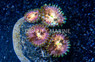 Zoa, Avocado Smasher :: 55240