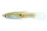Endler's El Tigre Male :: 49026