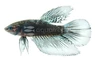 Halfmoon Black Light, Male :: 66737