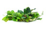 Bucephalandra sp on stainless screen :: 56817