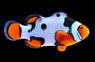Premium Picasso Clownfish, QM Labs :: 14185
