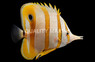 Indonesian Coppperband Butterflyfish :: 15974