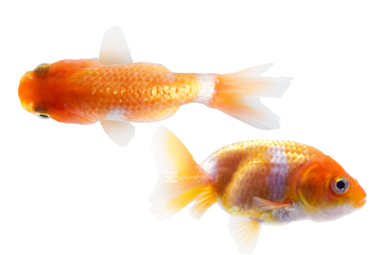 Red Ranchu Goldfish - Quality Marine