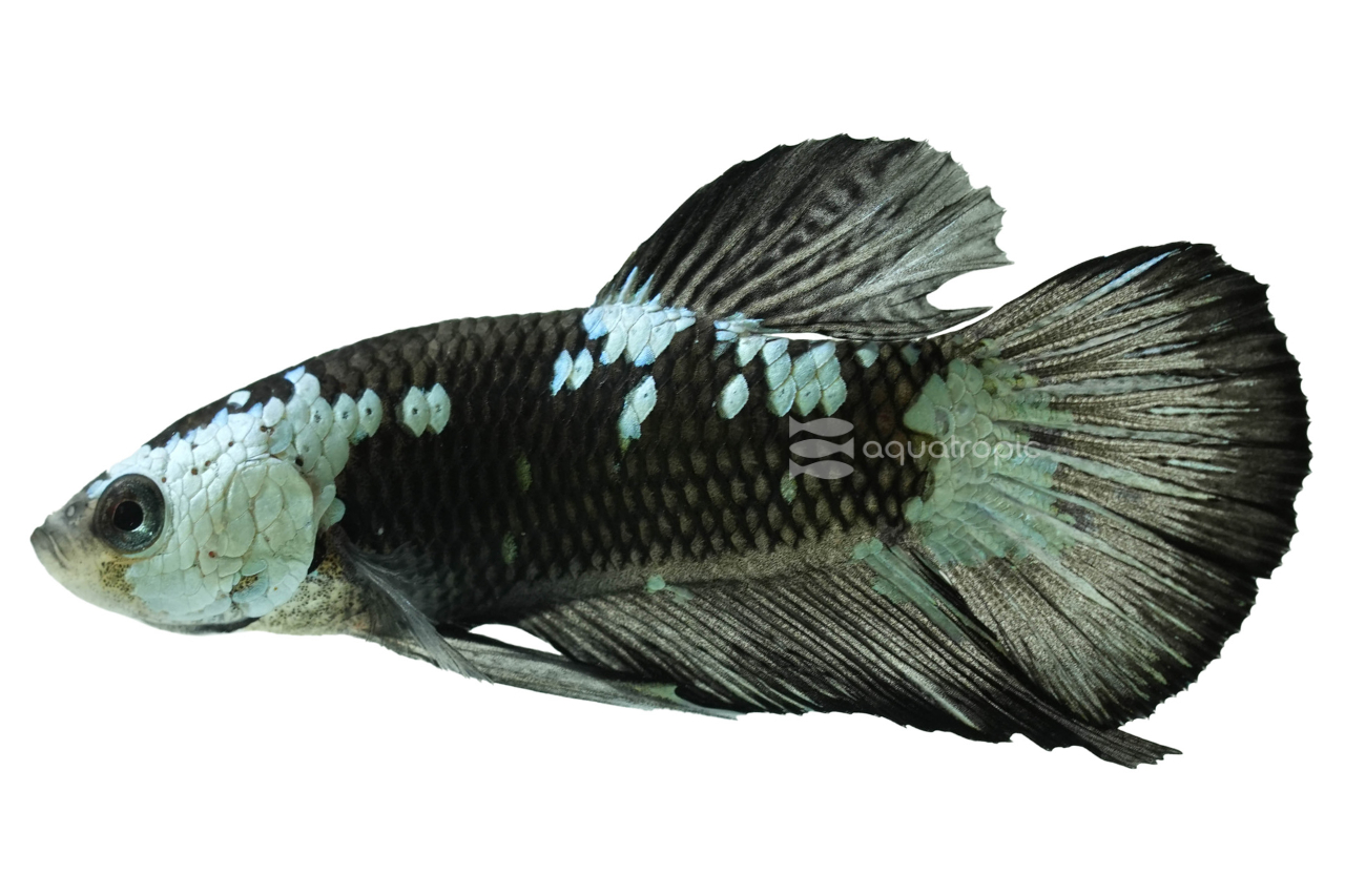 Male Black Samurai Plakat Betta - Quality Marine