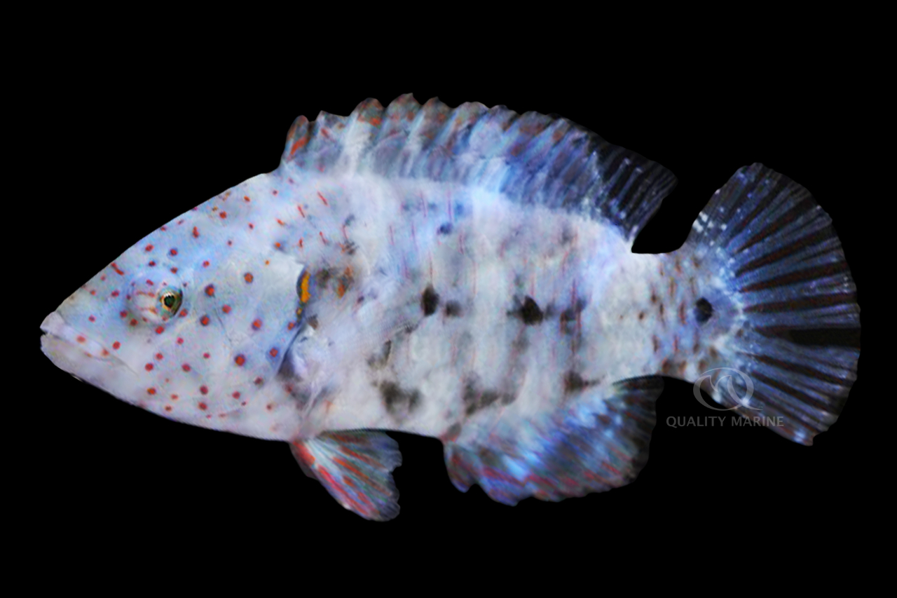 Freckle Face Broom Tail Wrasse - Quality Marine