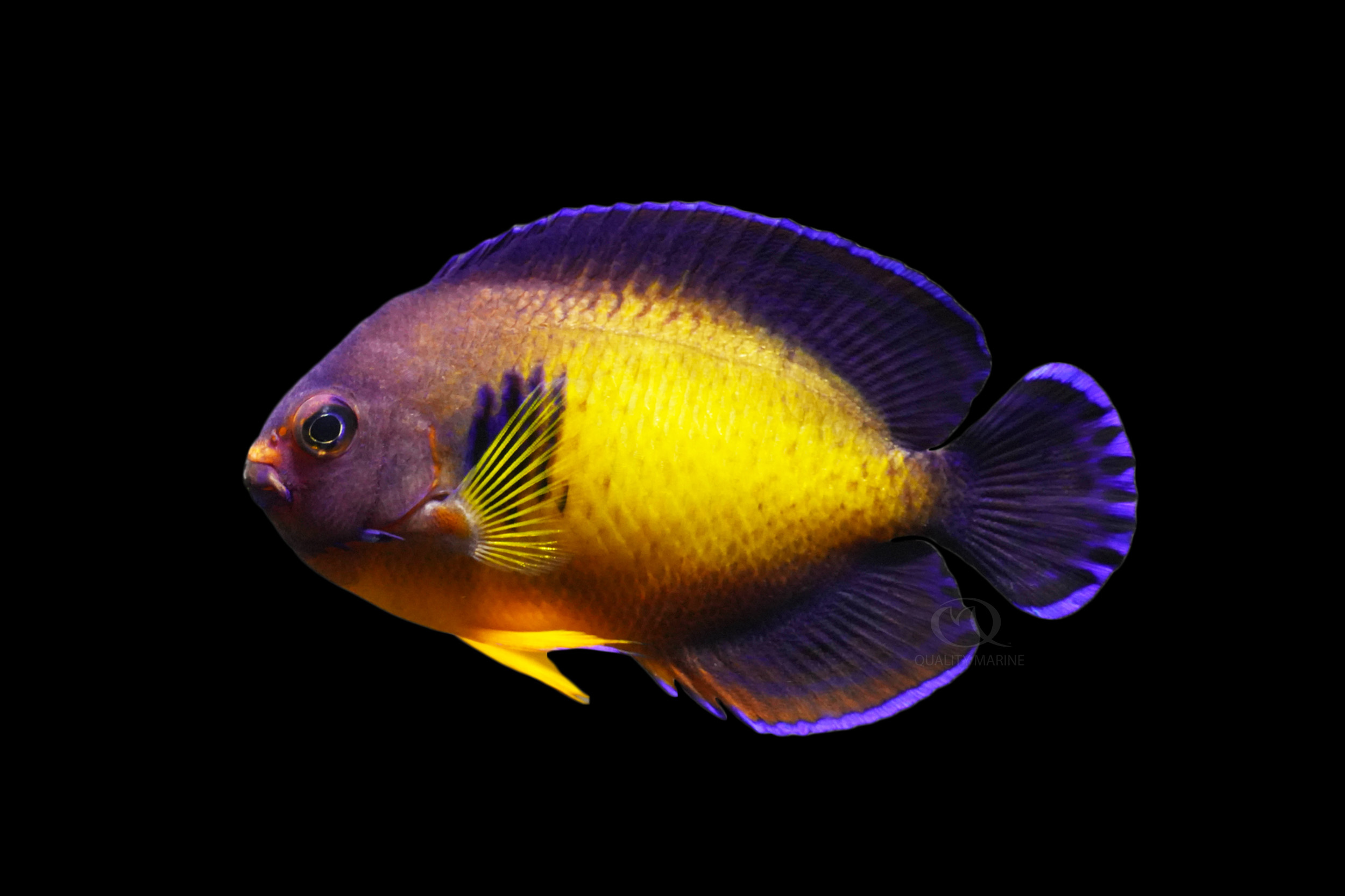 The Yellow Coral Beauty Quality Marine