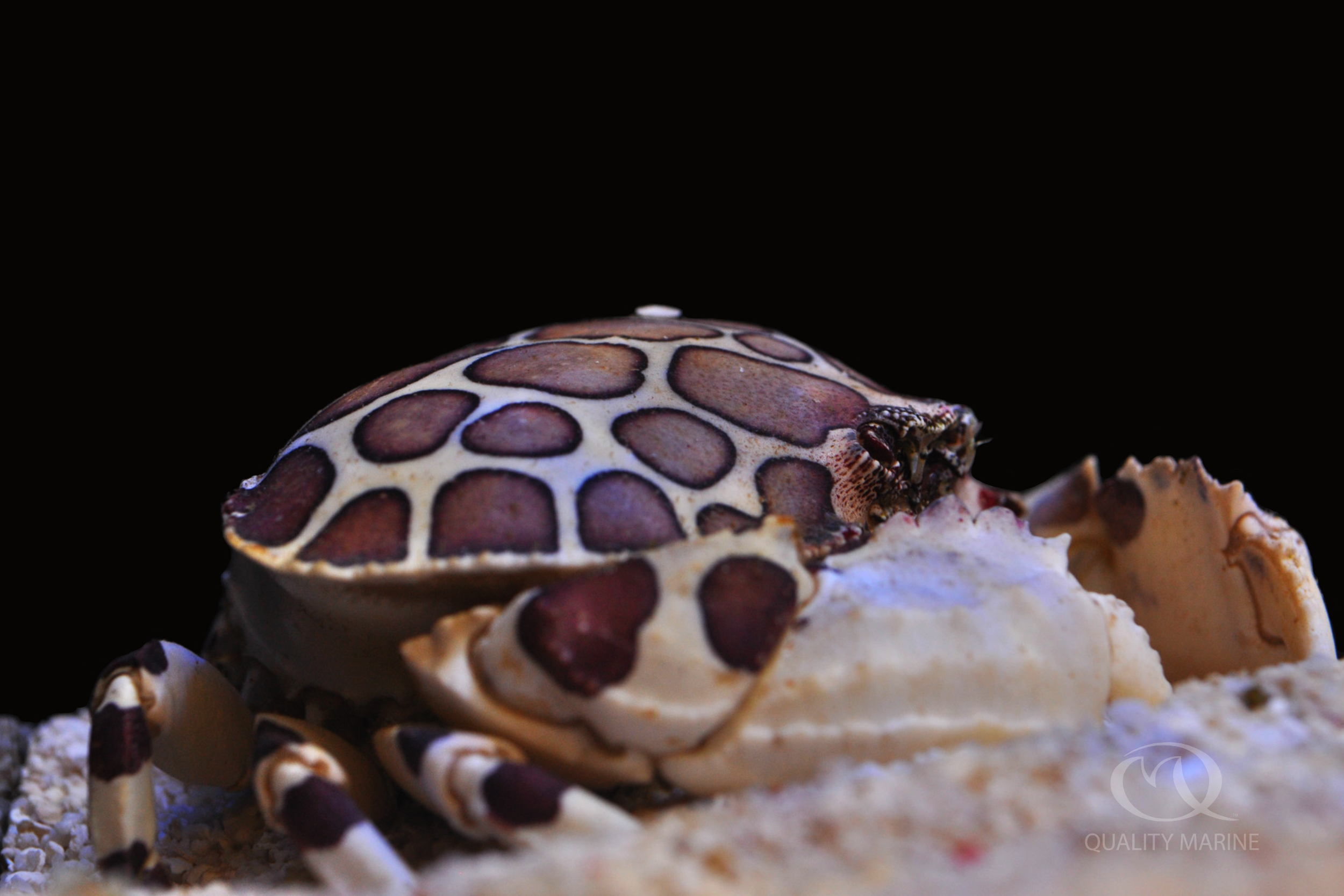 Shameface Crab Quality Marine