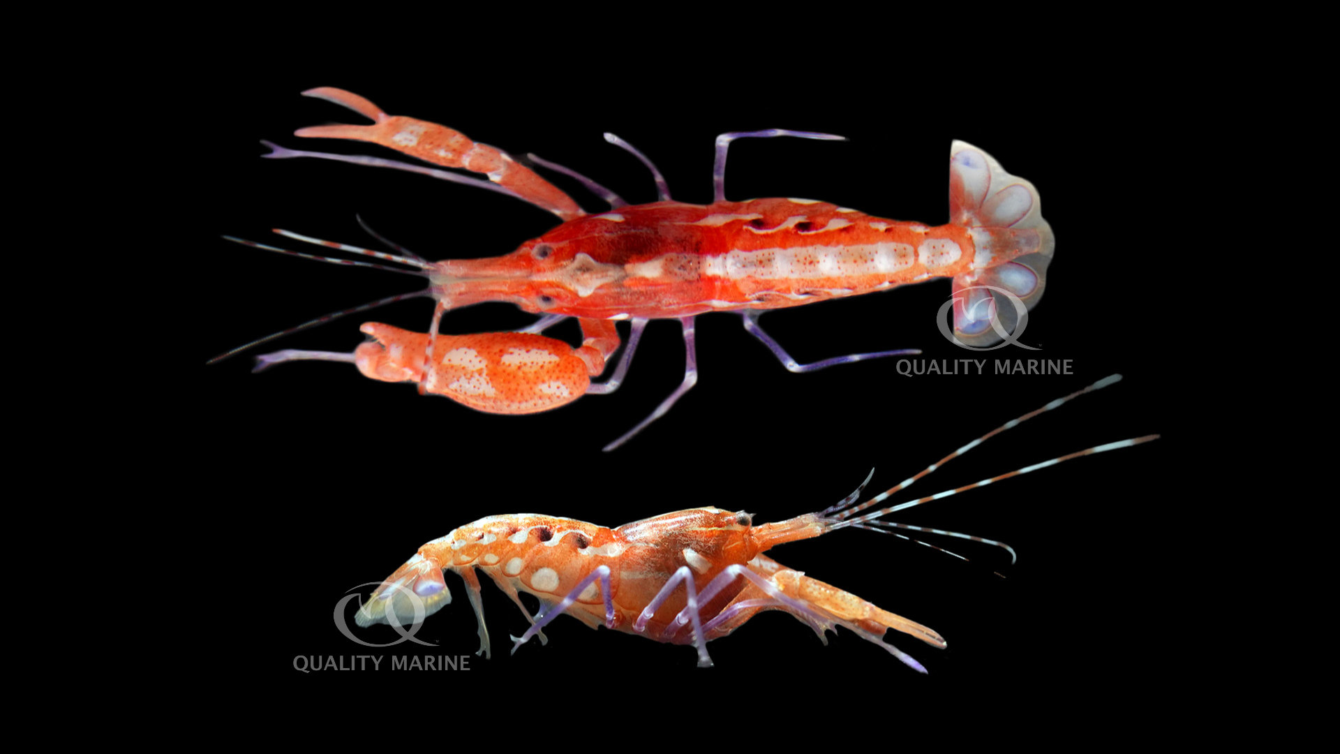 Curly-Que Pistol Shrimp - Quality Marine