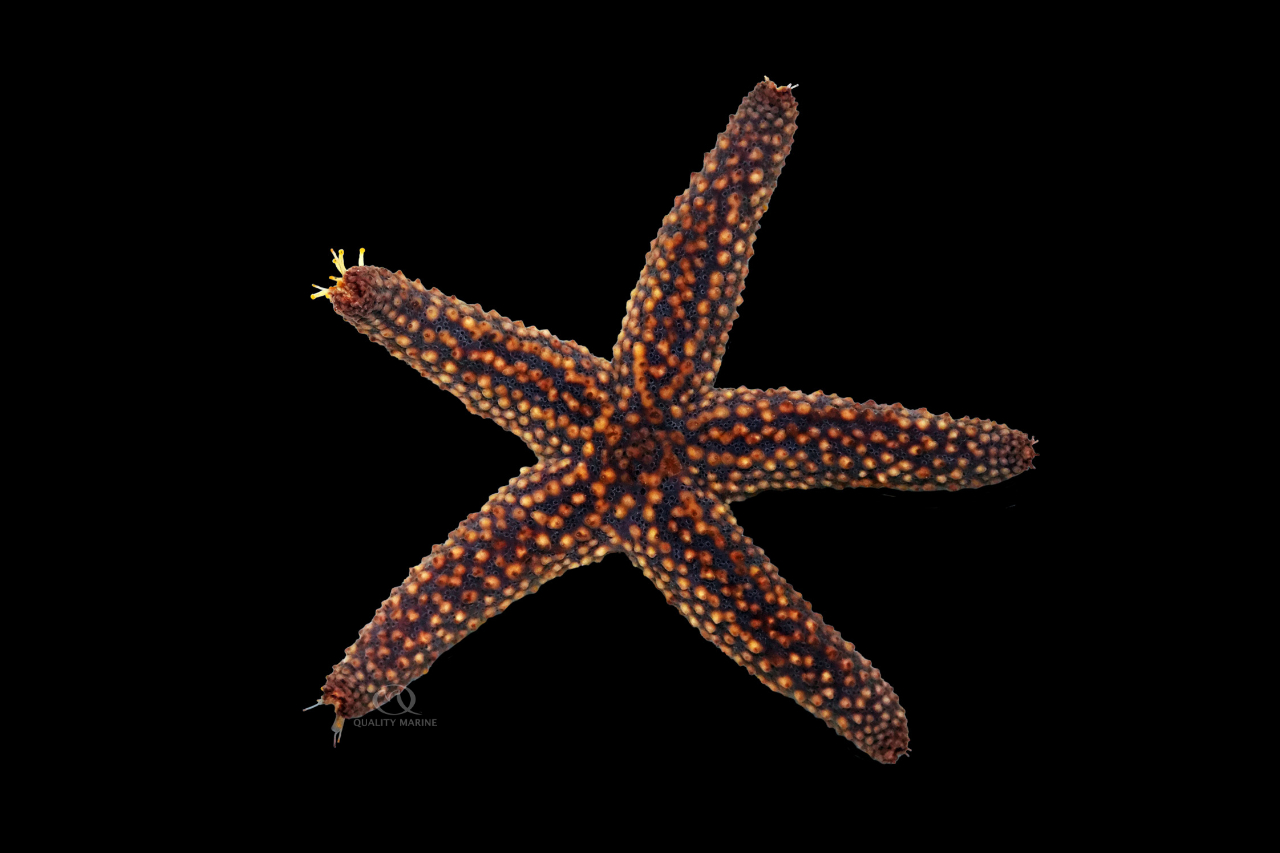 Star Savvy - Quality Marine
