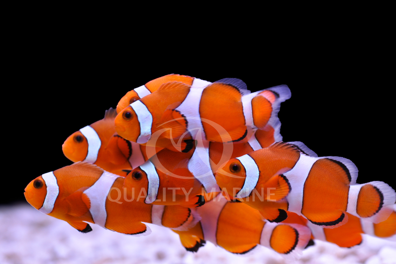 QM Labs Clownfish enjoying Nutramar Marine Complete Shots - Quality Marine