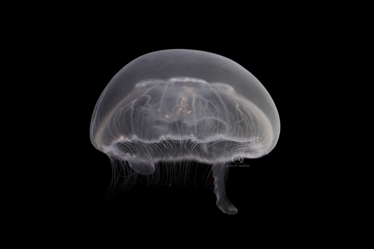 QM Labs Moon Jellyfish - Quality Marine
