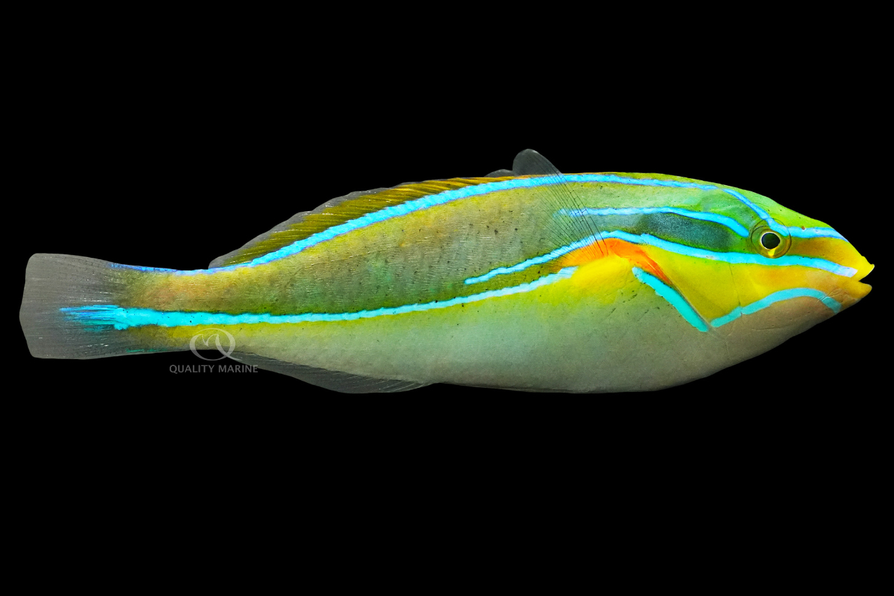 Orange Axil Wrasse - Quality Marine