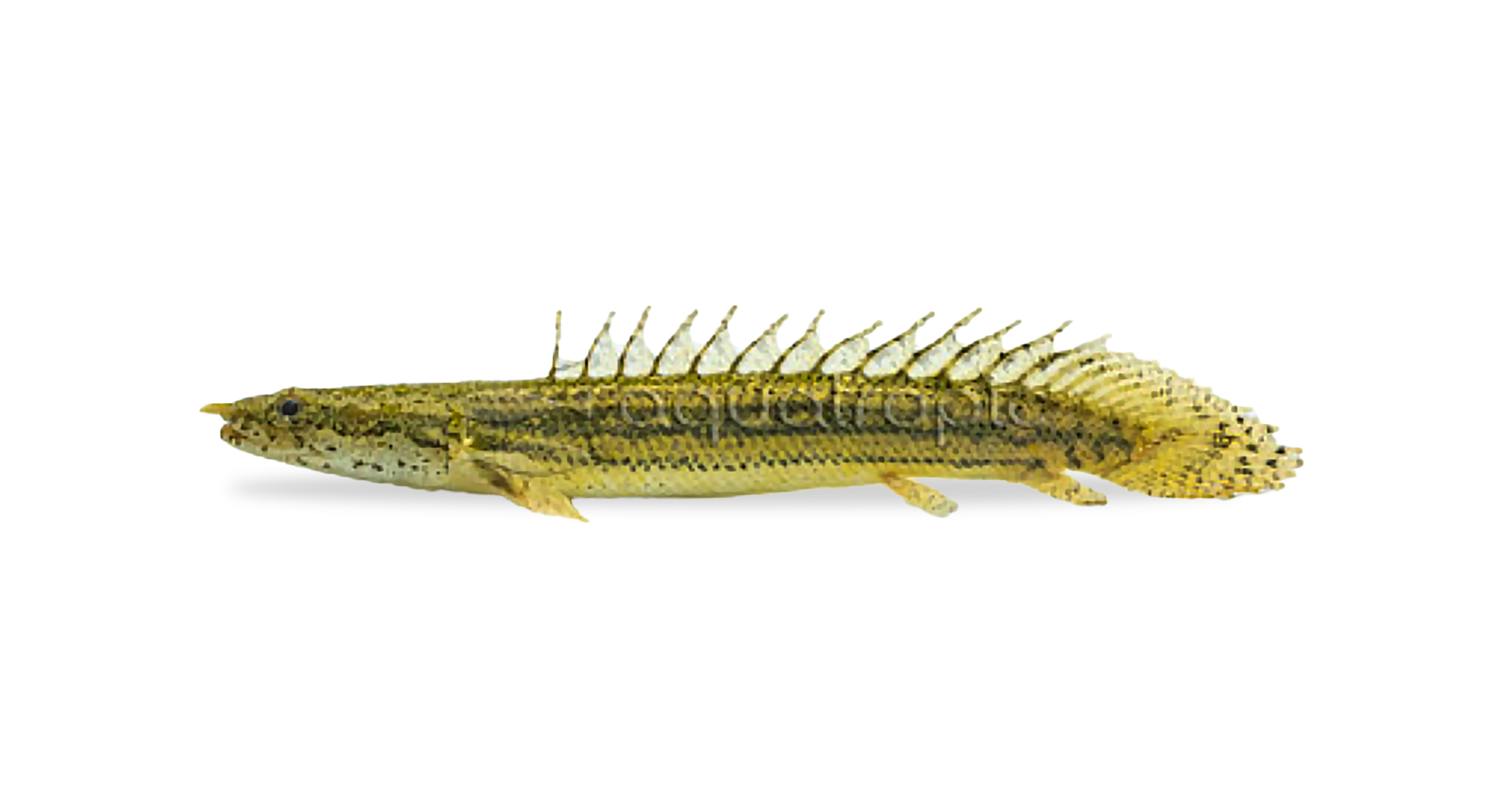 Lapradei Bichir - Polypterus bichir lapradei - Quality Marine