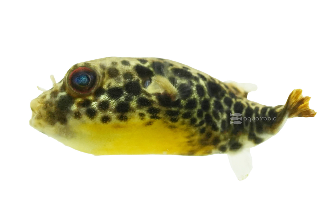 Perfect Petite Puffers - Quality Marine