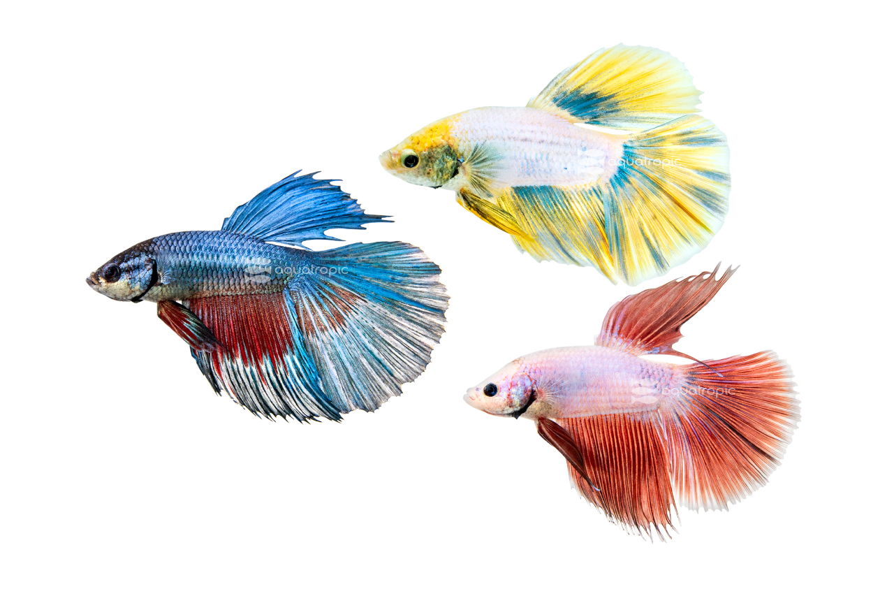 Male Mixed Color Super Delta Dragon Scale Betta - Quality Marine