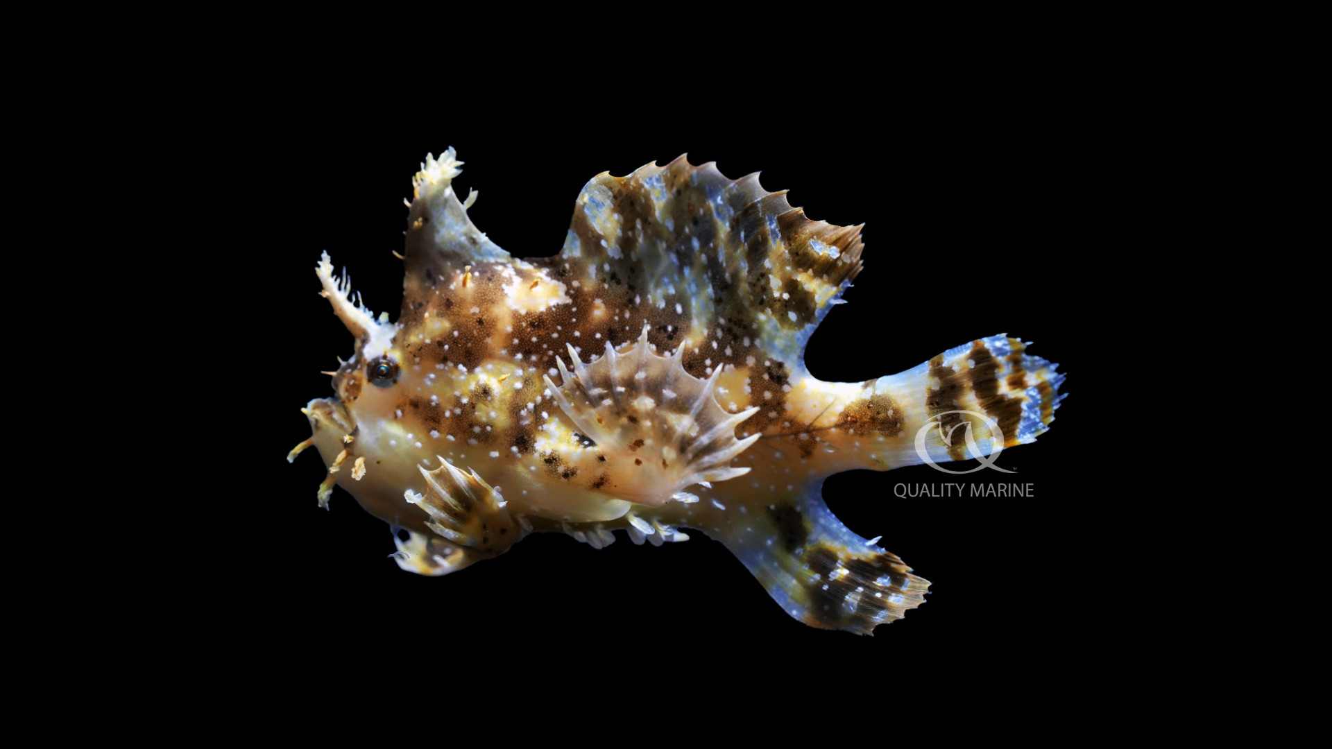 Should you consider an angler in your smaller reef tank? - Quality Marine
