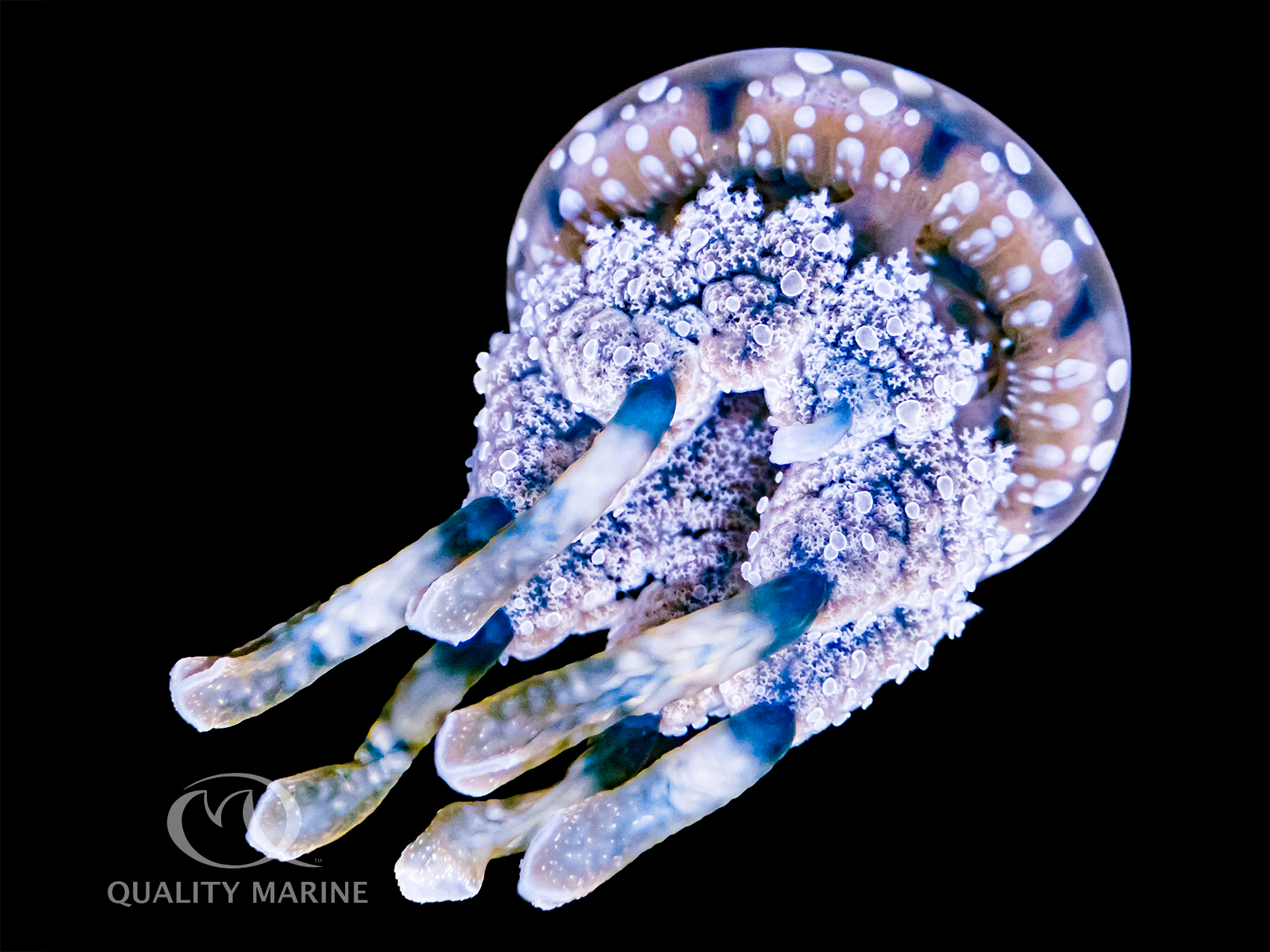 Violet Shellfish Photo of the Week - Violet Jellyfish (Mastigia sp) - Quality Marine
