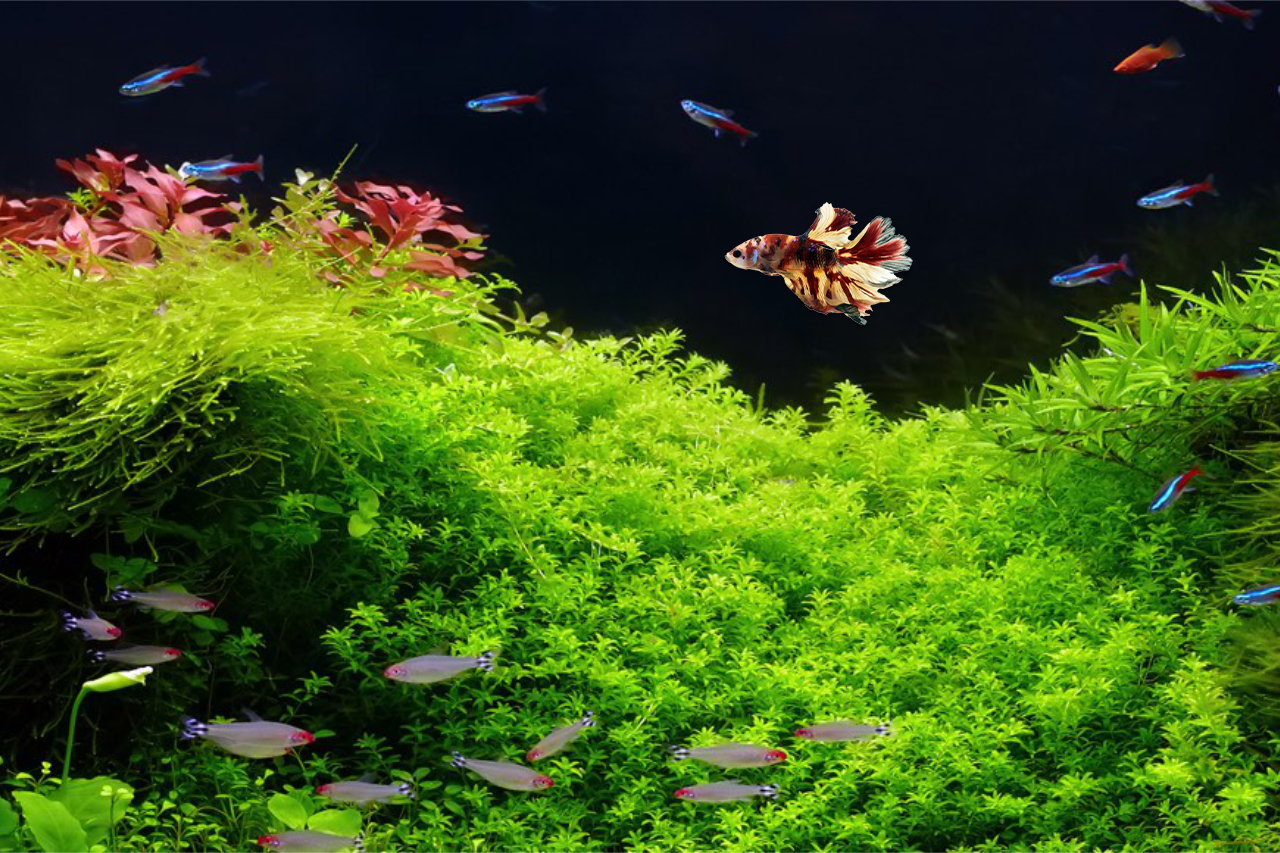 Building Betta Displays - Quality Marine