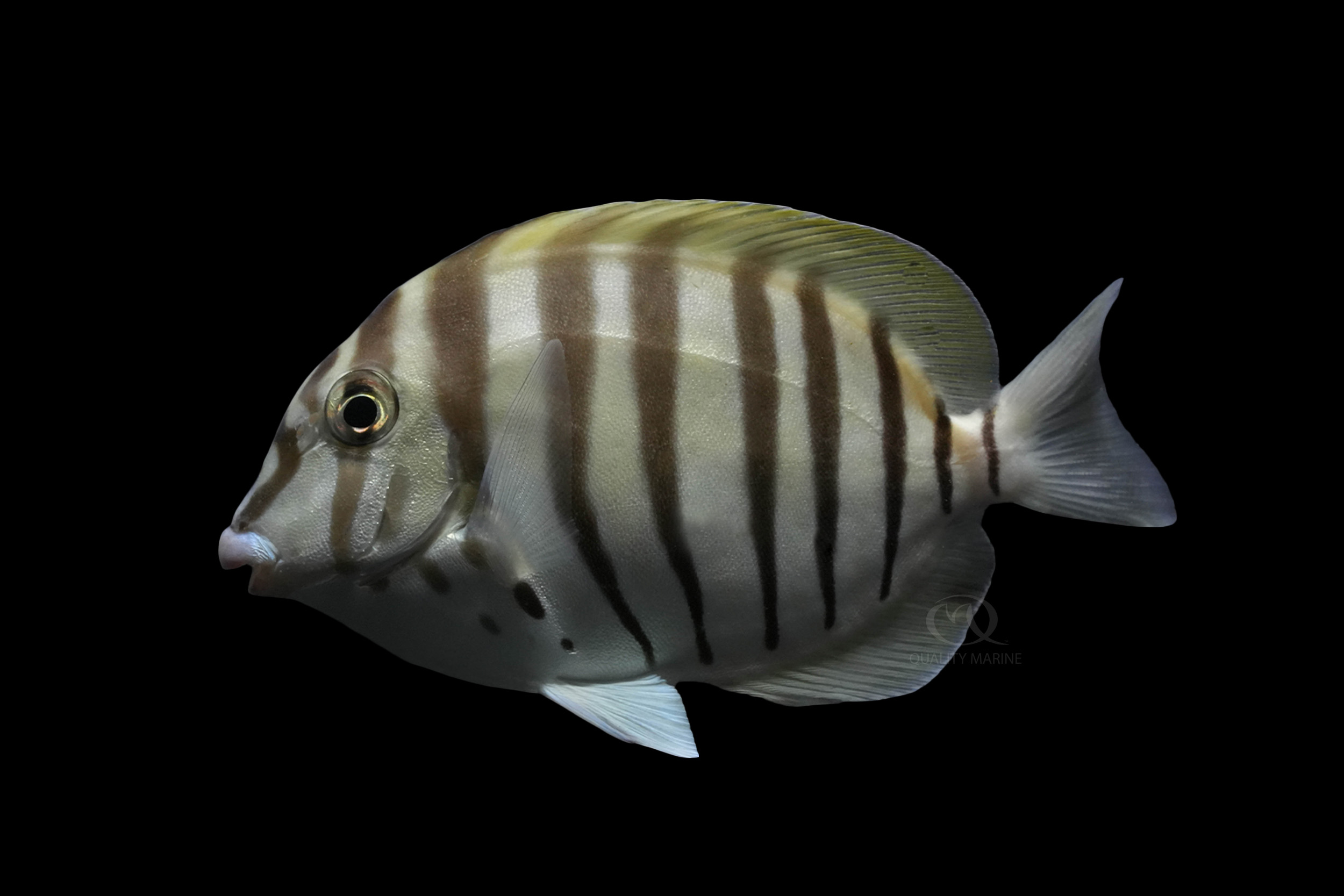 BlackBarred Zebra Tang Quality Marine