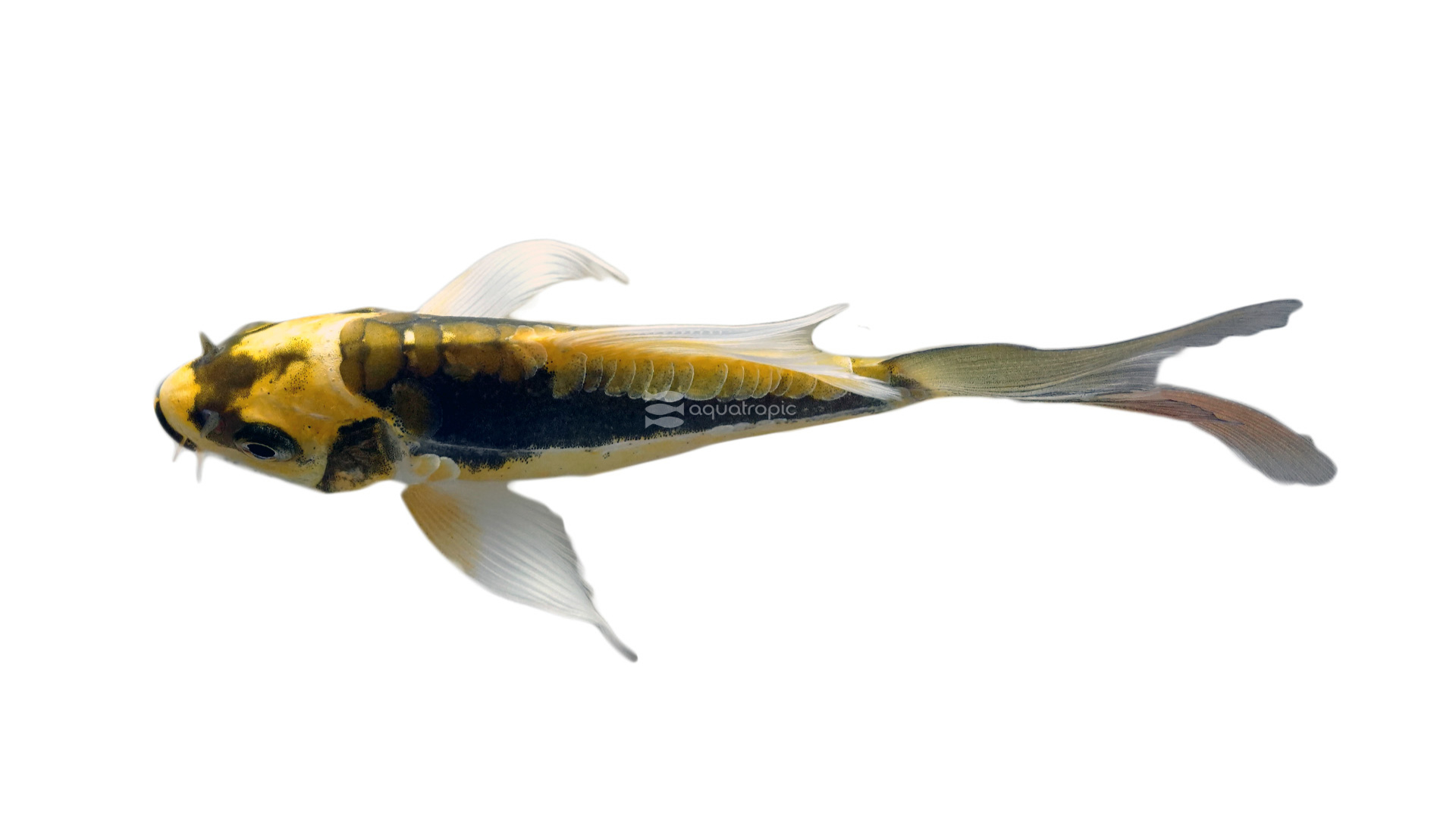 yellow butterfly koi