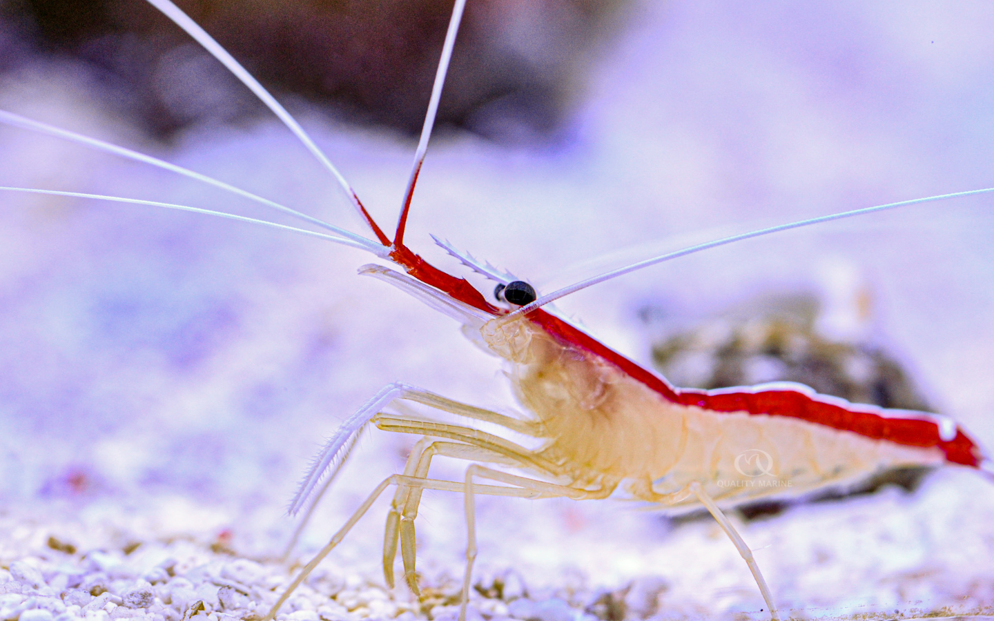 Cleaner Shrimp - Quality Marine