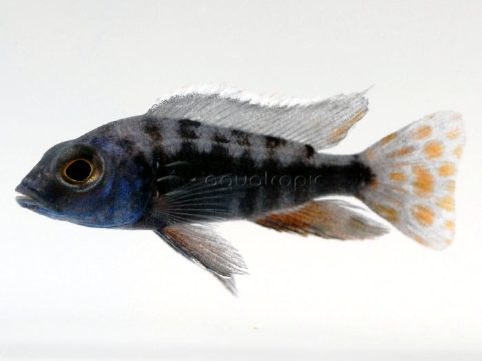 copadichromis-azureus-cichild.jpg