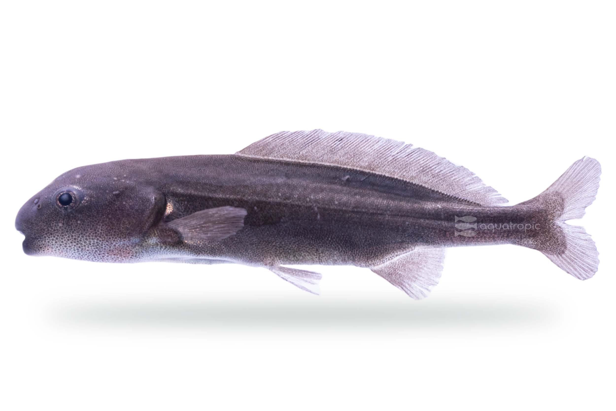 Mesmerizing Mormyrus - Quality Marine