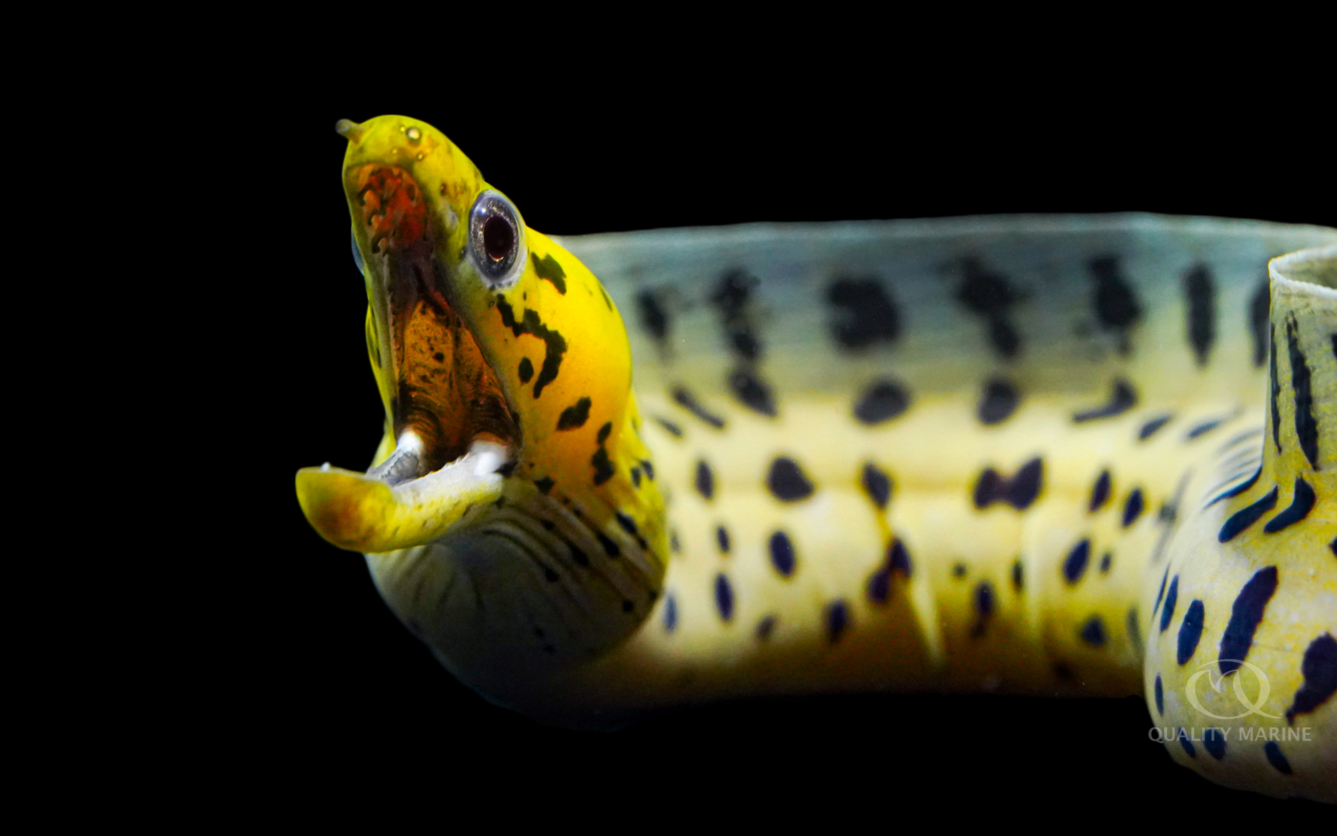 YellowHead Moray Eel Quality Marine