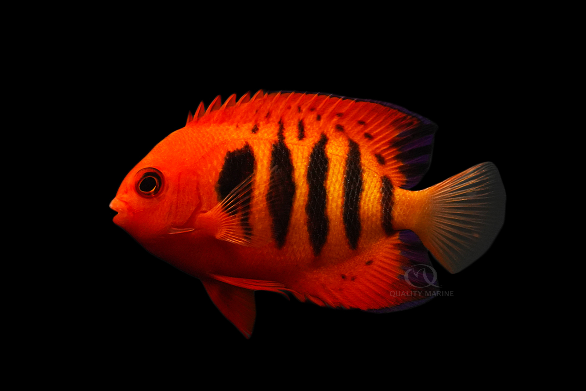 Flame Angel Quality Marine