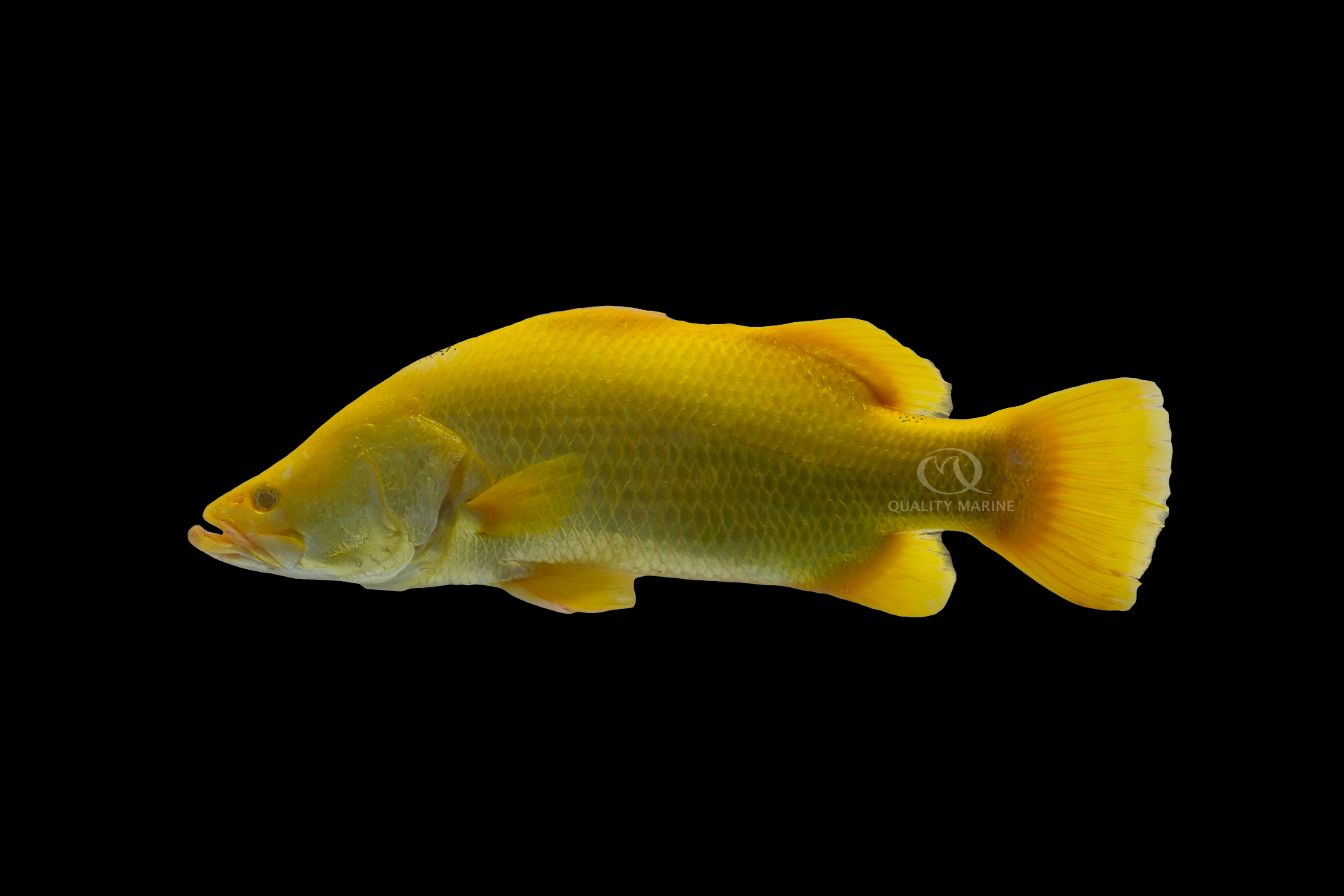 The Golden Barramundi Quality Marine