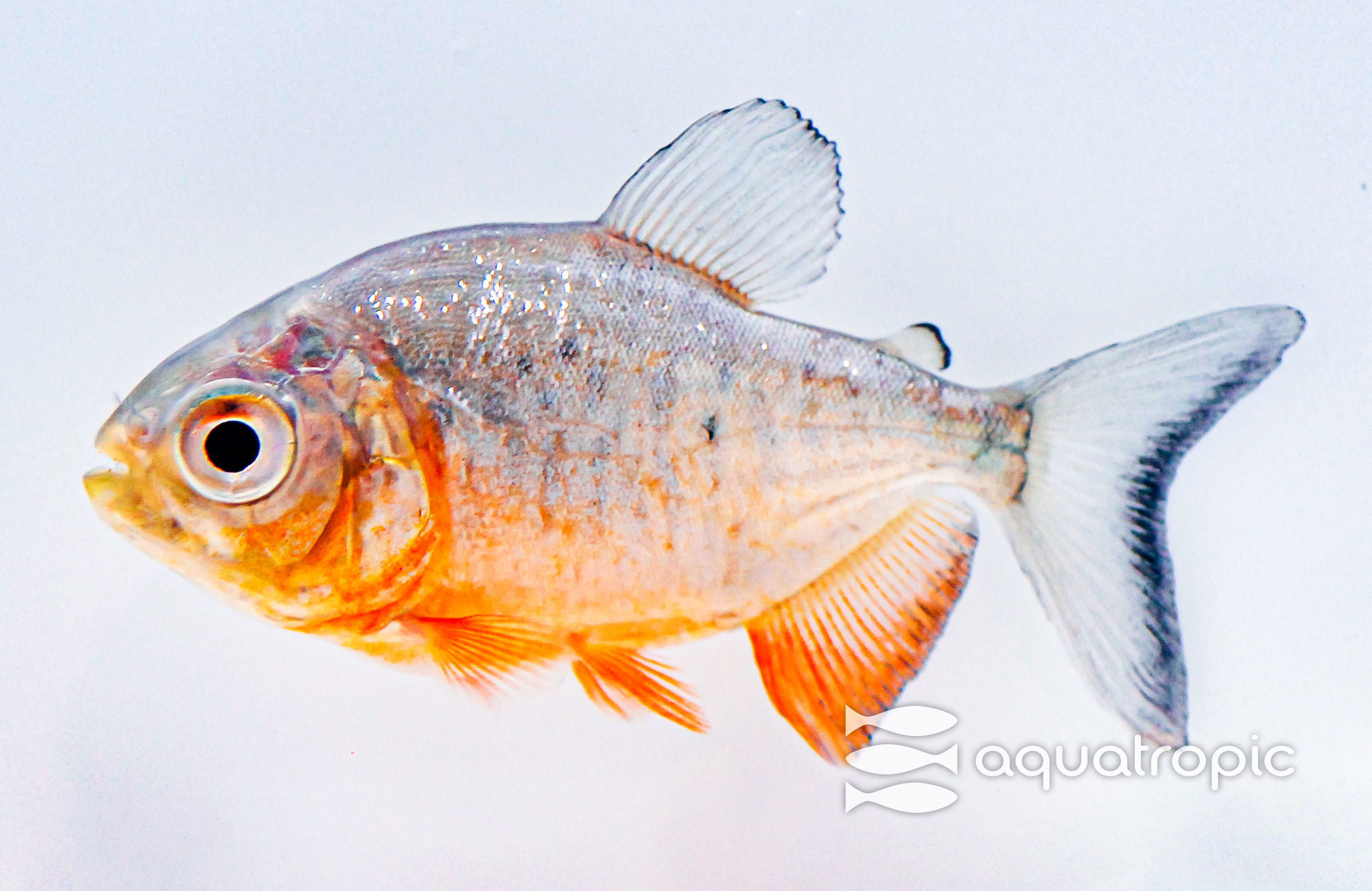 pacu fish in aquarium