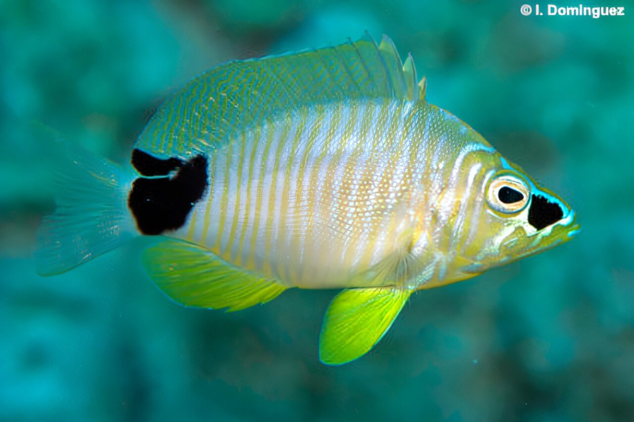 Types Of Fish In Mexico New fish species discovered in the Gulf of Mexico - Quality Marine
