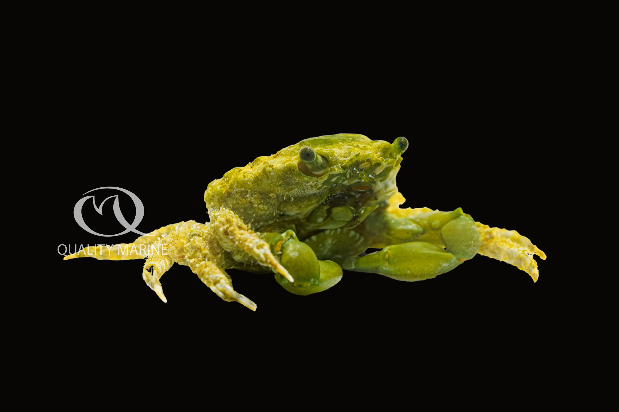 Interesting Inverts Emerald Crabs (Mithraculus sculptus) Quality Marine