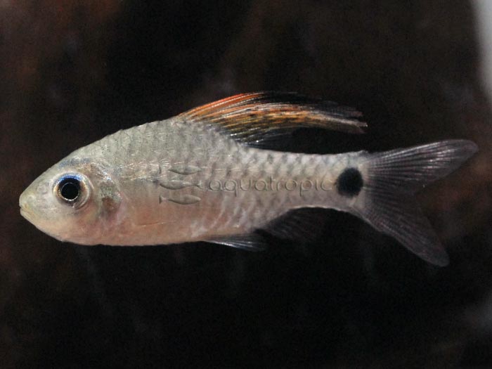 Drapefin Barb (Oreichthys crenuchoides) Quality Marine
