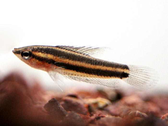 Licorice Gourami (Parosphromenus sp.) Quality Marine