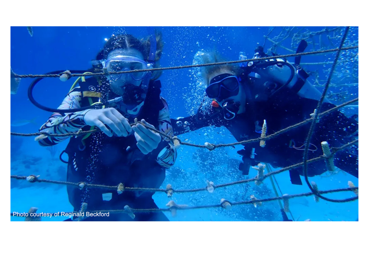 Coral reef How divers are using antibiotics to save sick corals