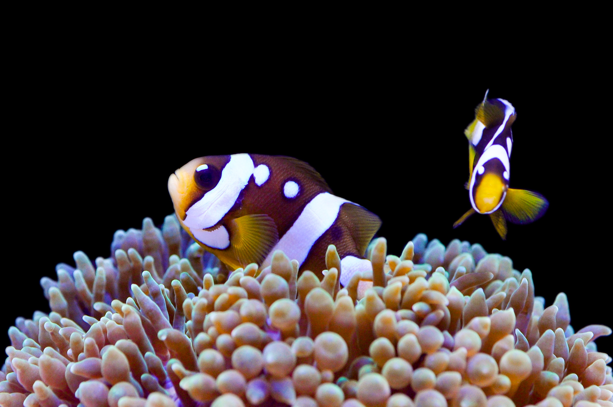 Pairing Anemones and Clownfish in the Home Aquarium Quality Marine