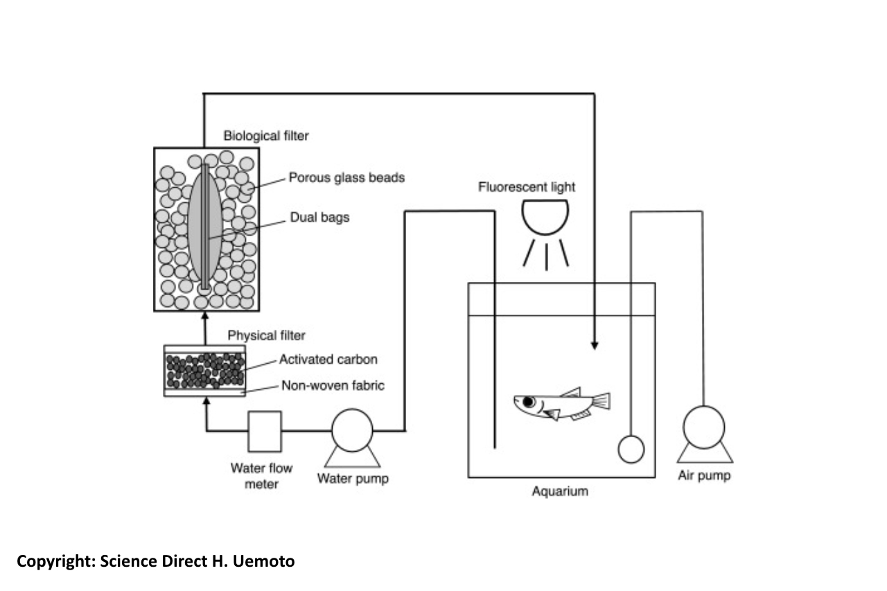 Filtration Back to Biological Basics Quality Marine