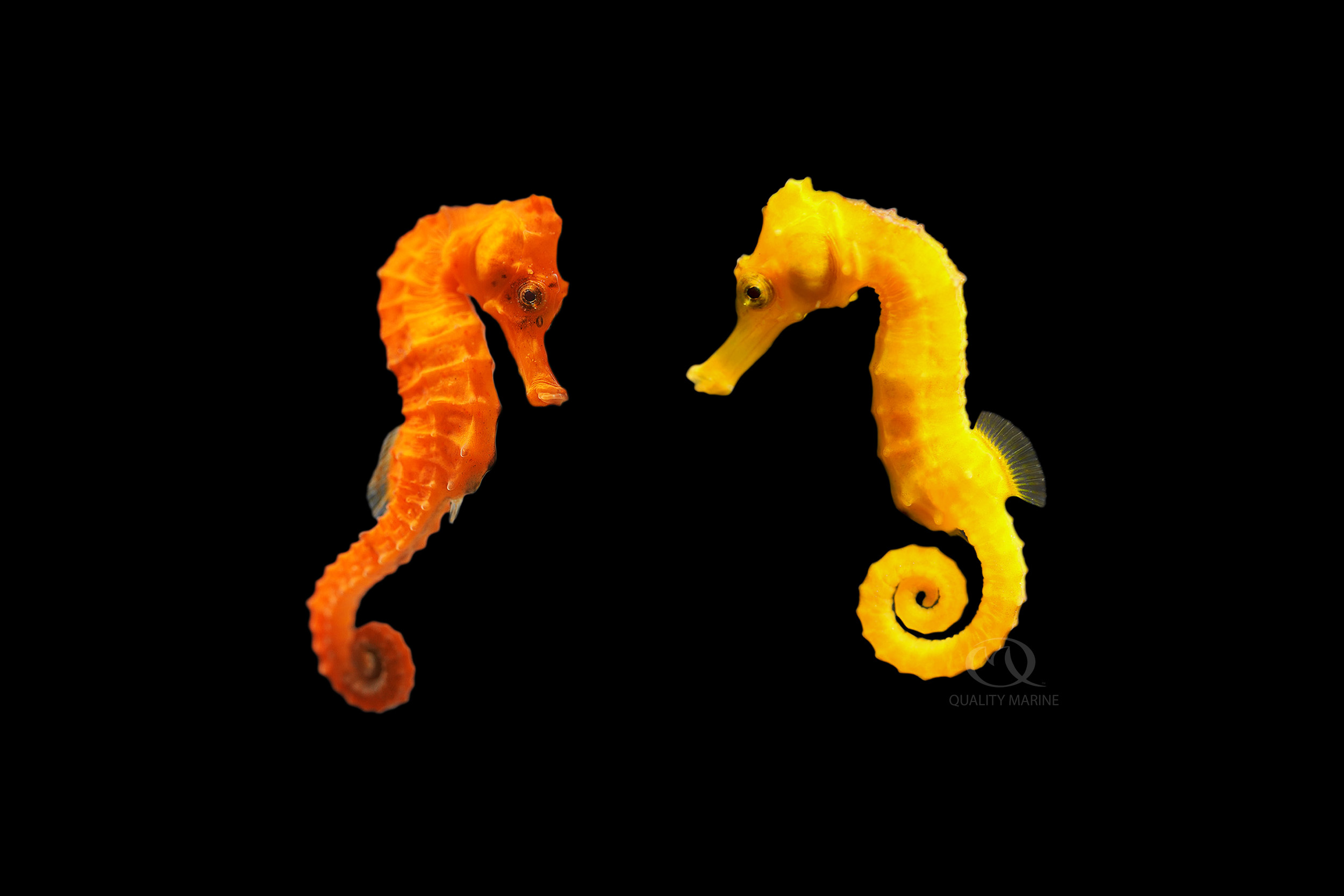 colorful seahorses