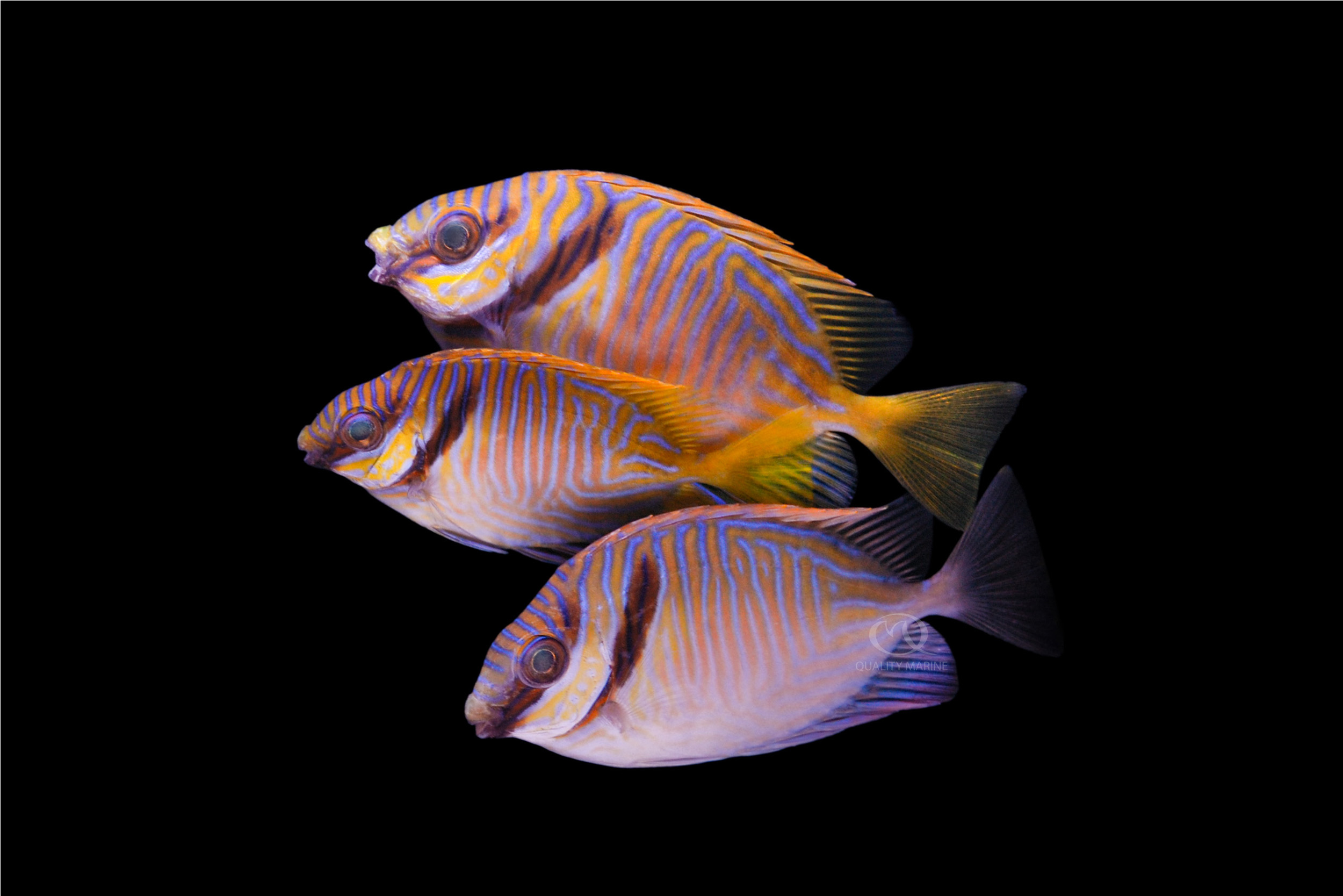 The Terrific Two Bar - Quality Marine