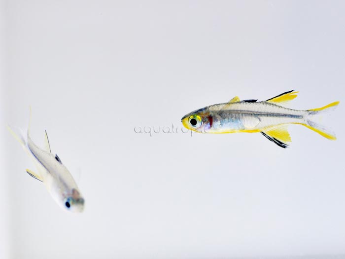 The Celebes Rainbowfish (Marosatherina ladigesi) - Quality Marine