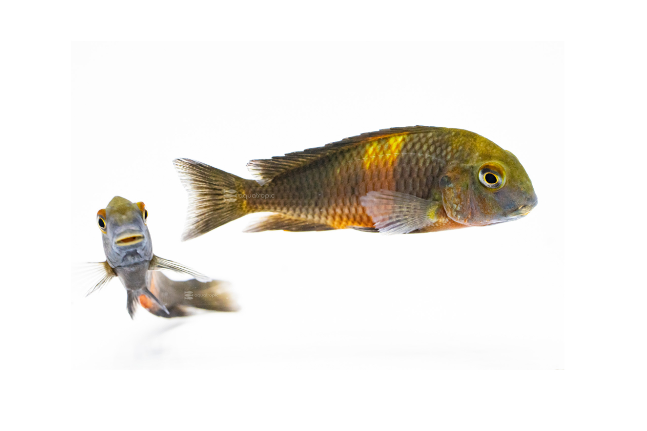 Tropheus Rutunga Tanks Teeming With Tanganyika Tropheus, Terrible or Terrific? - Quality ...