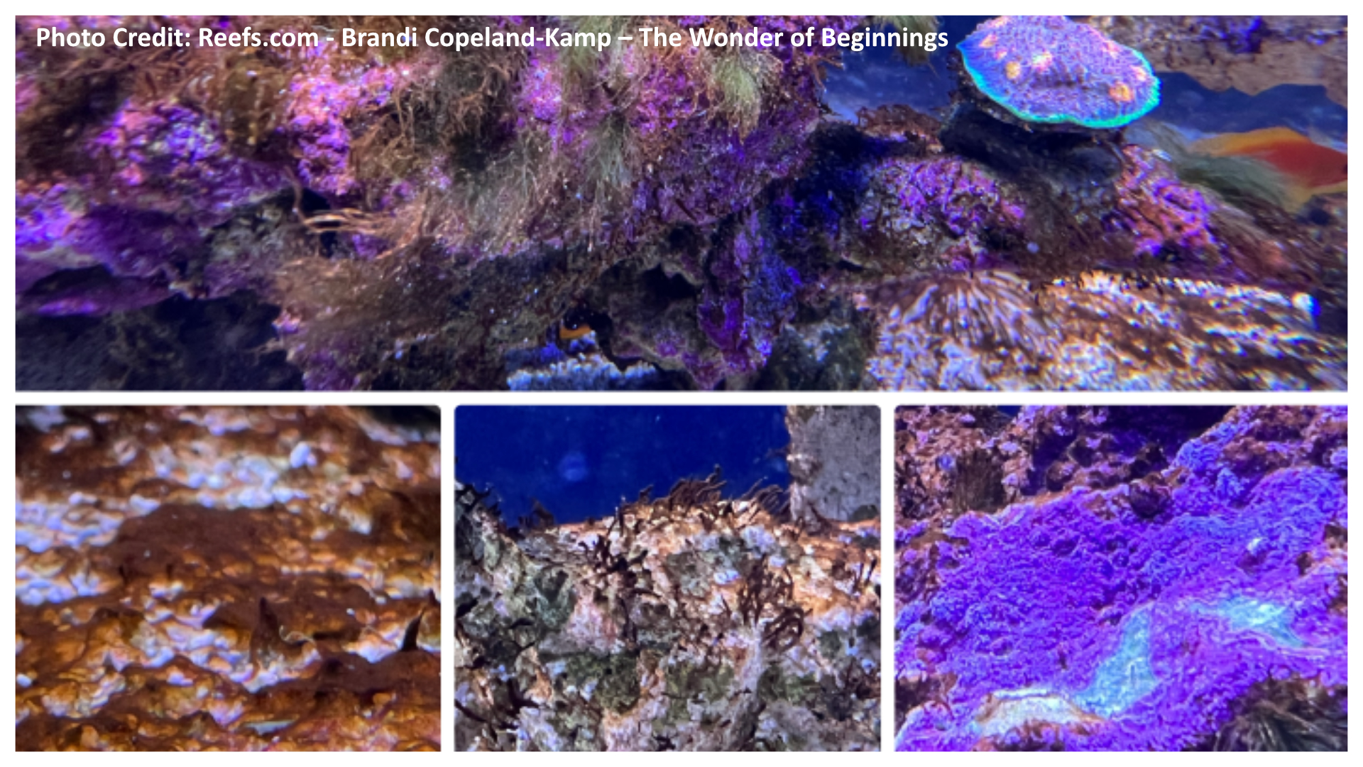 Show off Your Aquariums with clear backgrounds! - Reef Central Online  Community